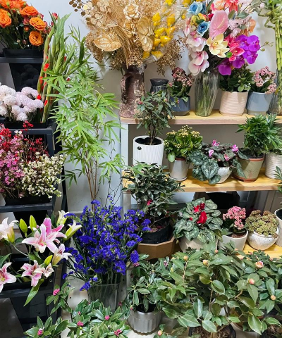 家庭养花用生根粉