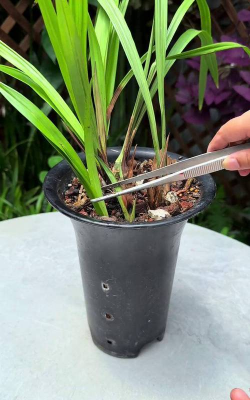 家庭养花用生根粉