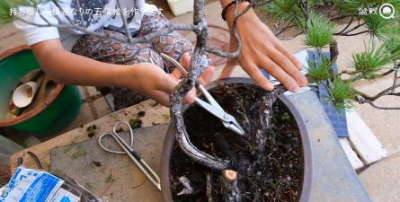 家庭养花用生根粉