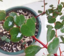 系长叶子红心是什么花