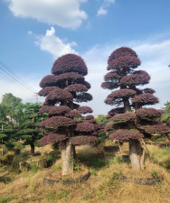 红花继木嫁接用什么木