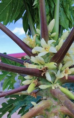 木瓜树的花叫什么