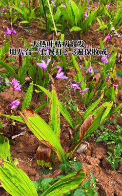 白芨叶斑病怎么办