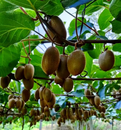 翠香猕猴桃什么颜色