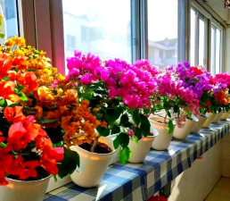 家庭养花用生根粉