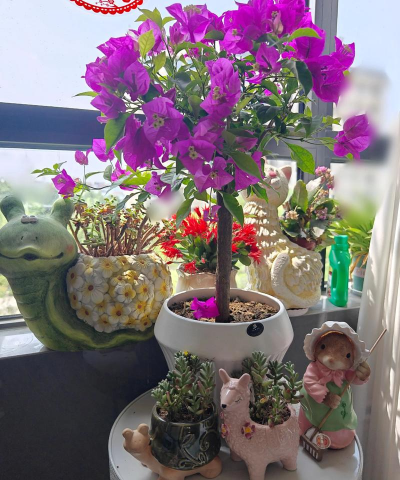 家庭养花用生根粉