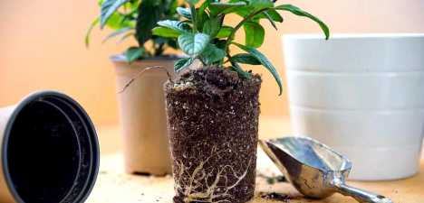 家庭养花用生根粉