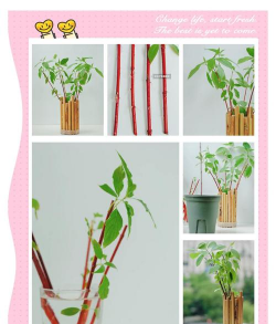 进口红瑞木水培怎么养殖