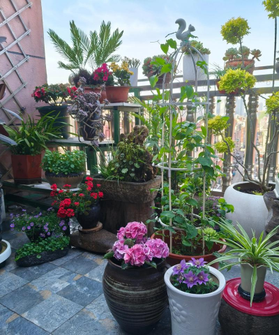 家庭养花用生根粉