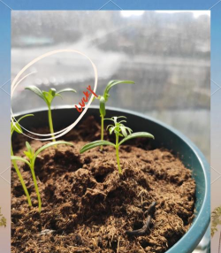 家庭养花用生根粉