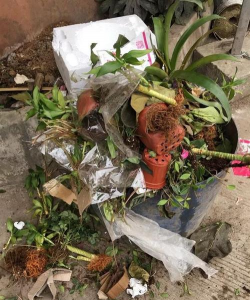 家庭养花用生根粉