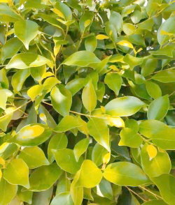 黄金榕属于什么地被类型