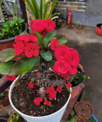 家庭养花用生根粉