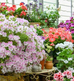 家庭养花用生根粉