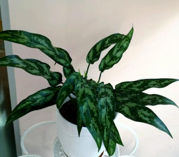 黑美人绿植用什么肥