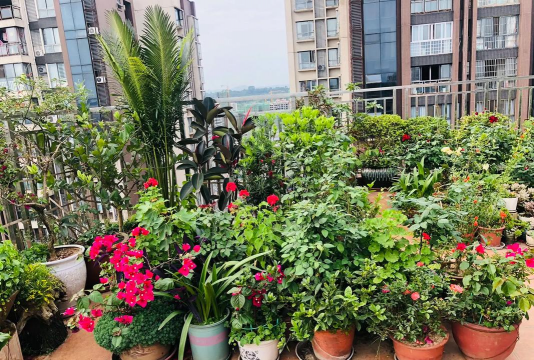 家庭养花用生根粉