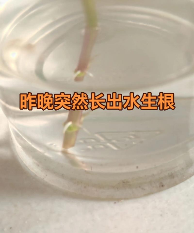 家庭养花用生根粉