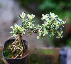 六月雪什么温度