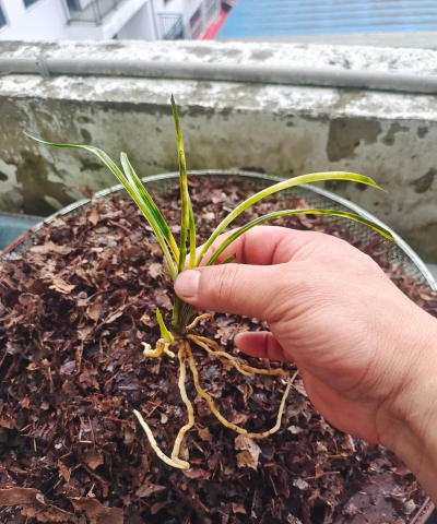 家庭养花用生根粉