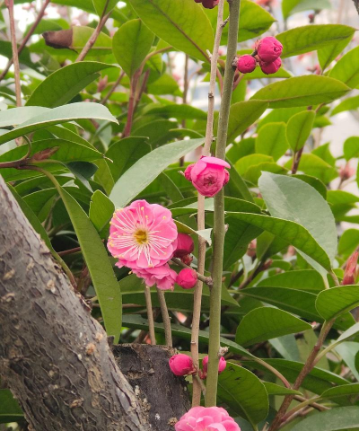 跟红梅很像的花是什么