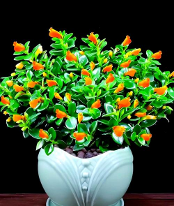 吉祥爱养花 吉祥爱养花