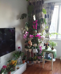 家庭养花用生根粉