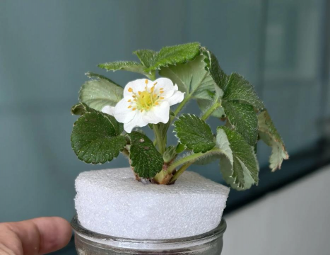 家庭养花用生根粉