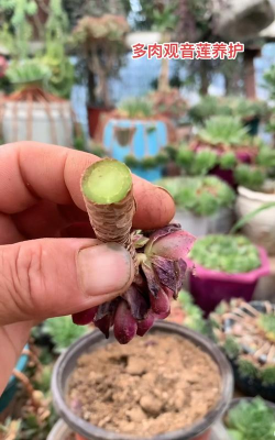 黑法师烂根什么原因