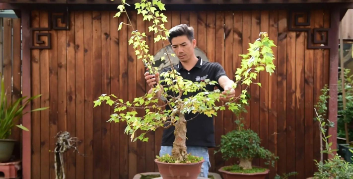 三角枫怎么愈合