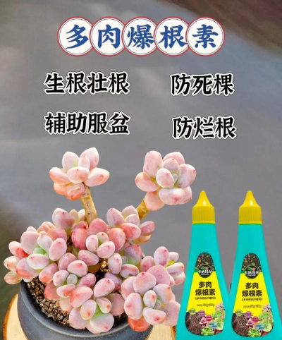 家庭养花用生根粉