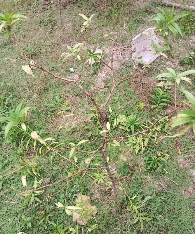 家庭养花用生根粉