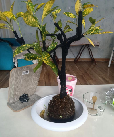 黄金万两花冬天怎么浇水