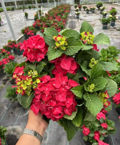 绣球花怎么养出红色