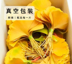 银杏树枯叶怎么回事