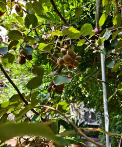 什么水果是生长在树上的