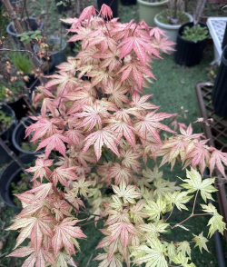 我家的日本红枫怎么不红