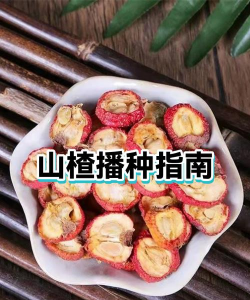 山楂怎么种植几月份种