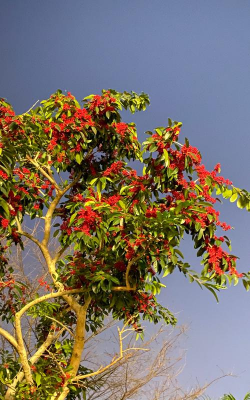 福州市花市树是什么