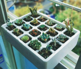 家庭养花用生根粉