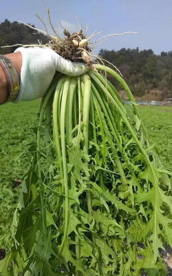 雪里红什么季节有卖