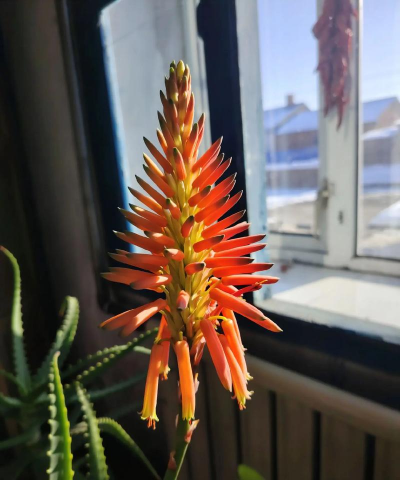 龙爪花开什么样花