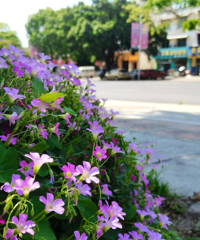 红花酢浆草夏季怎么样