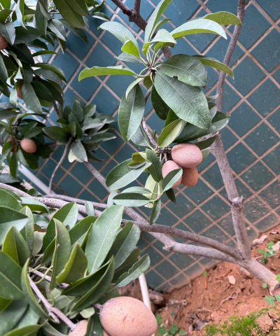 长得跟鸡蛋似的是什么果