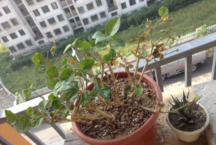 家庭养花用生根粉