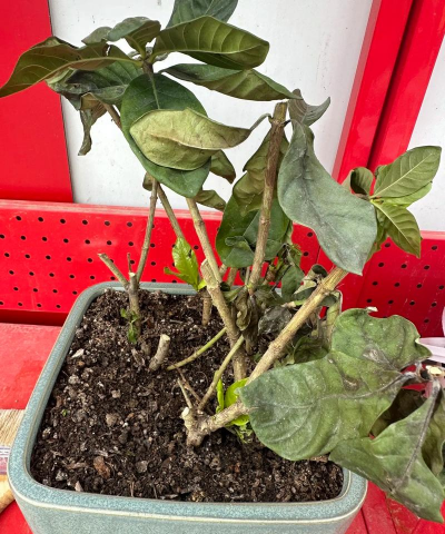 家庭养花用生根粉