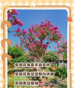 紫薇的形状是什么意思