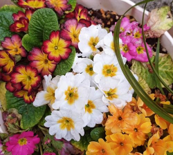 欧洲报春花怎么有种子