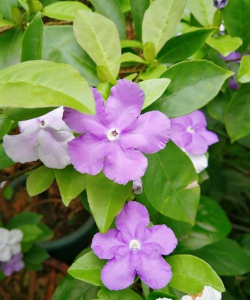 塔茉莉是什么茉莉花