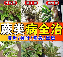 家庭养花用生根粉
