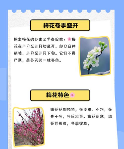 梅花通常在什么季节开放